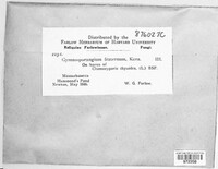 Image of Gymnosporangium fraternum